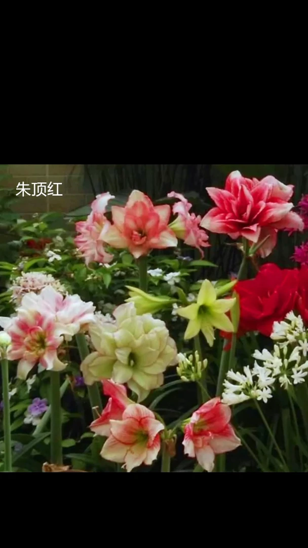 朱顶红混球6厘米