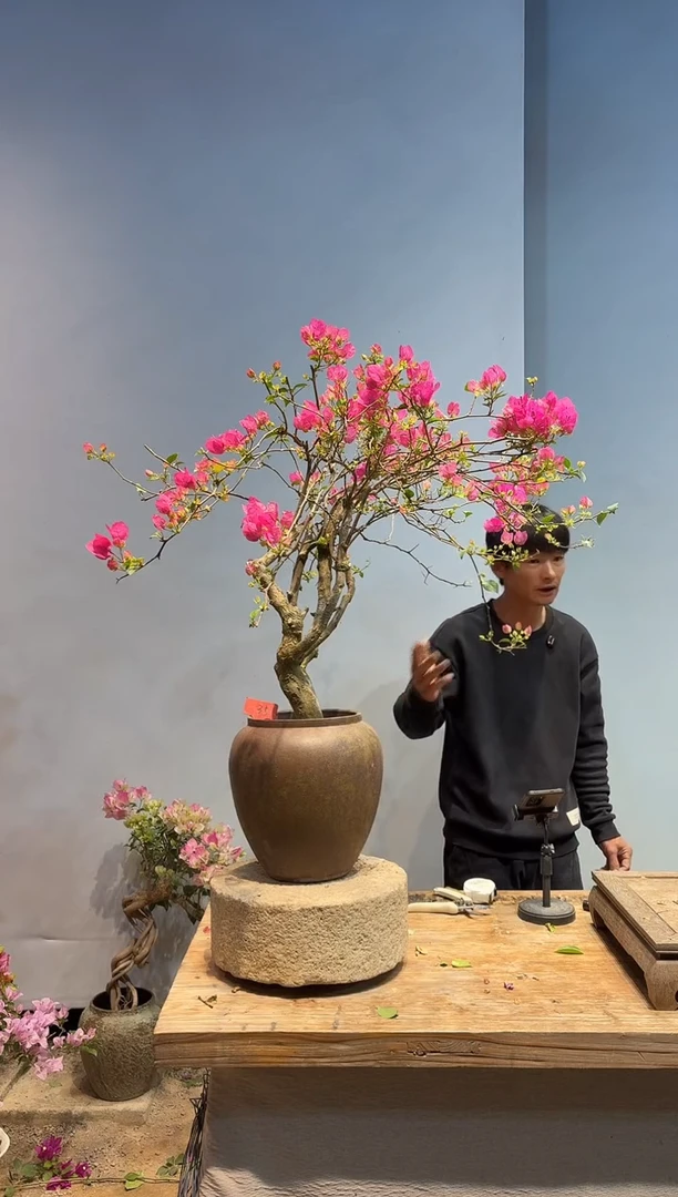 以实际为准三角梅35