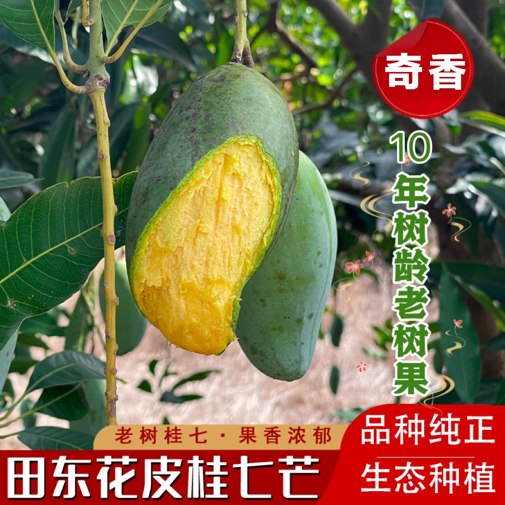 【最后一场】百色田东老树花皮桂七5/9斤浓香甜现摘当季应季水果