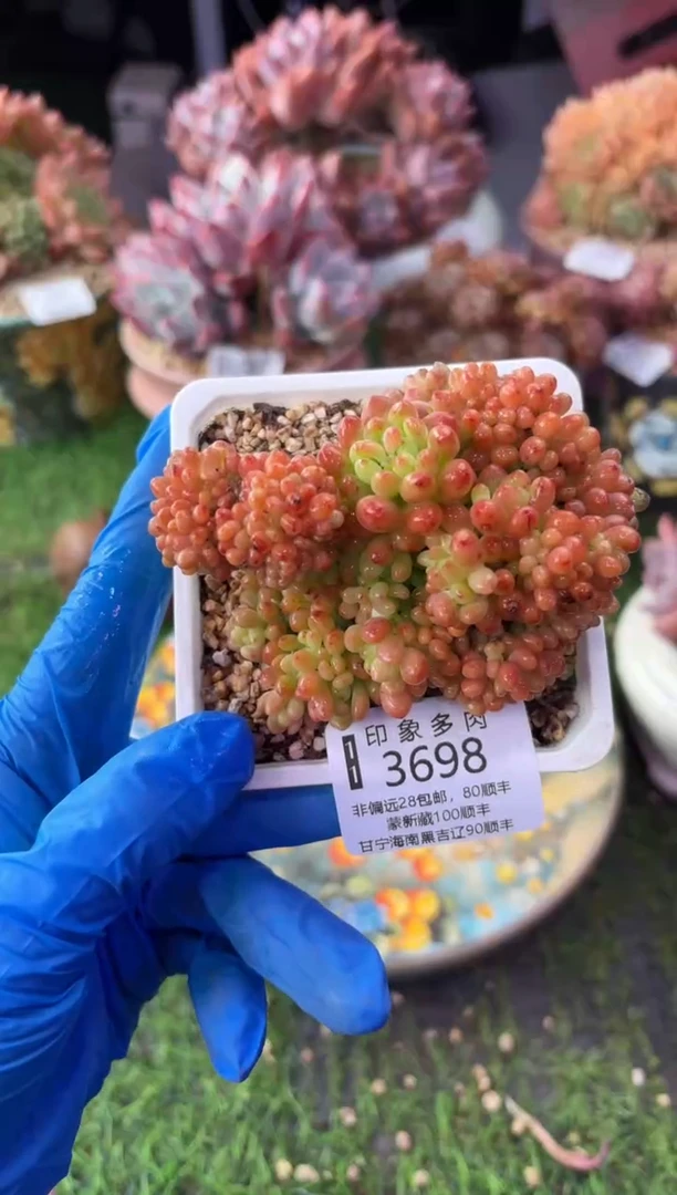 昆明印象多肉3698