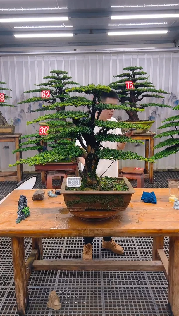 无花朵精品盆景直播间一物一拍