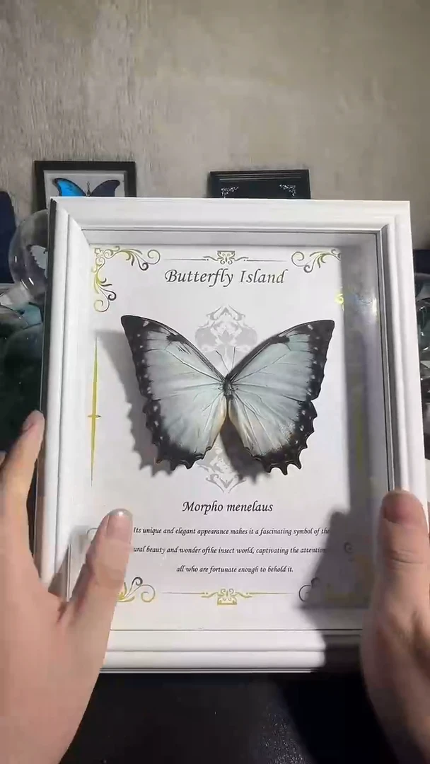 有机玻璃花冠闪蝶