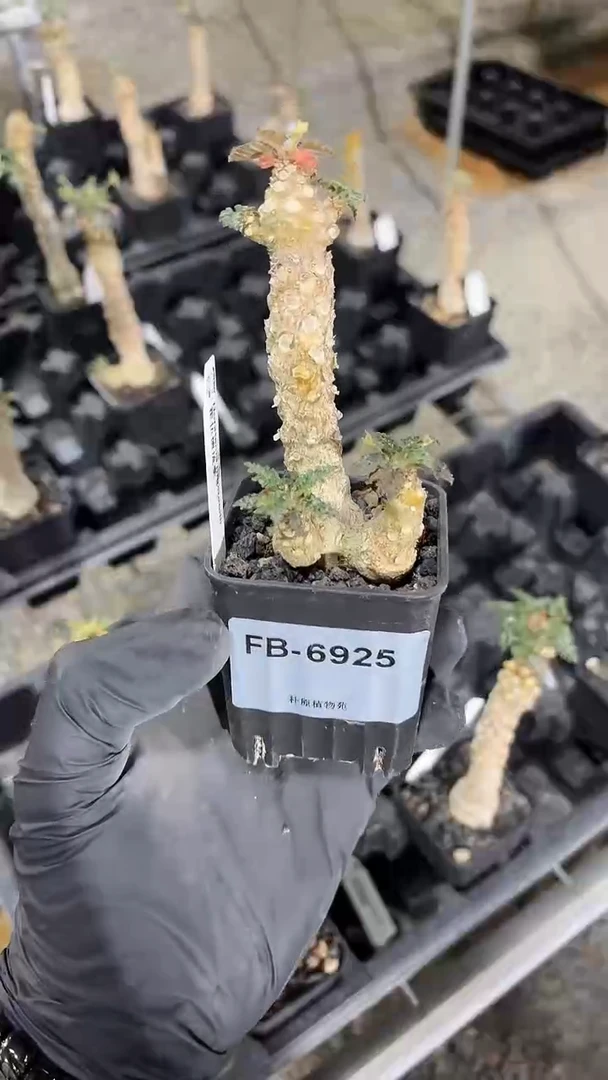 霍伍德琉桑FB-6925