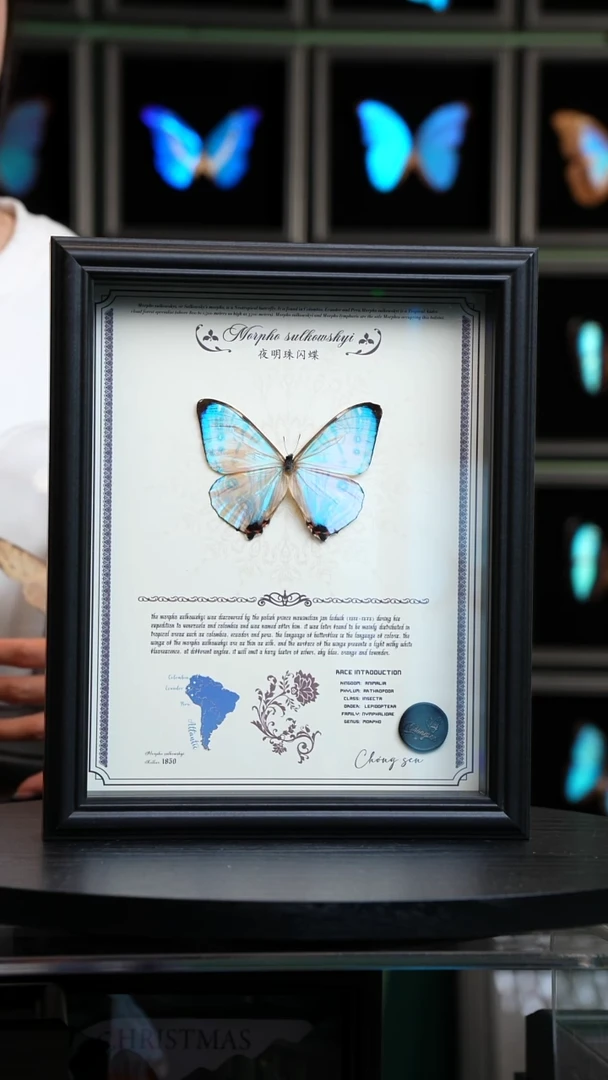 夜明珠闪蝶标本10寸框