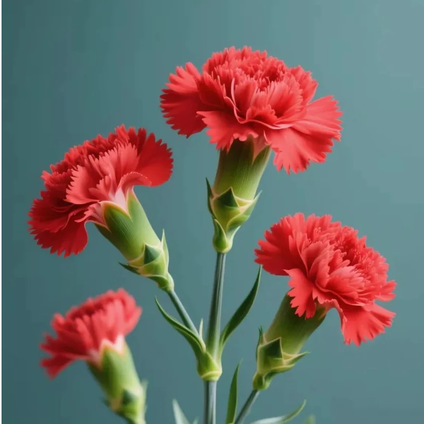 【红色单头康乃馨】 18+2枝防损云南顺丰直发