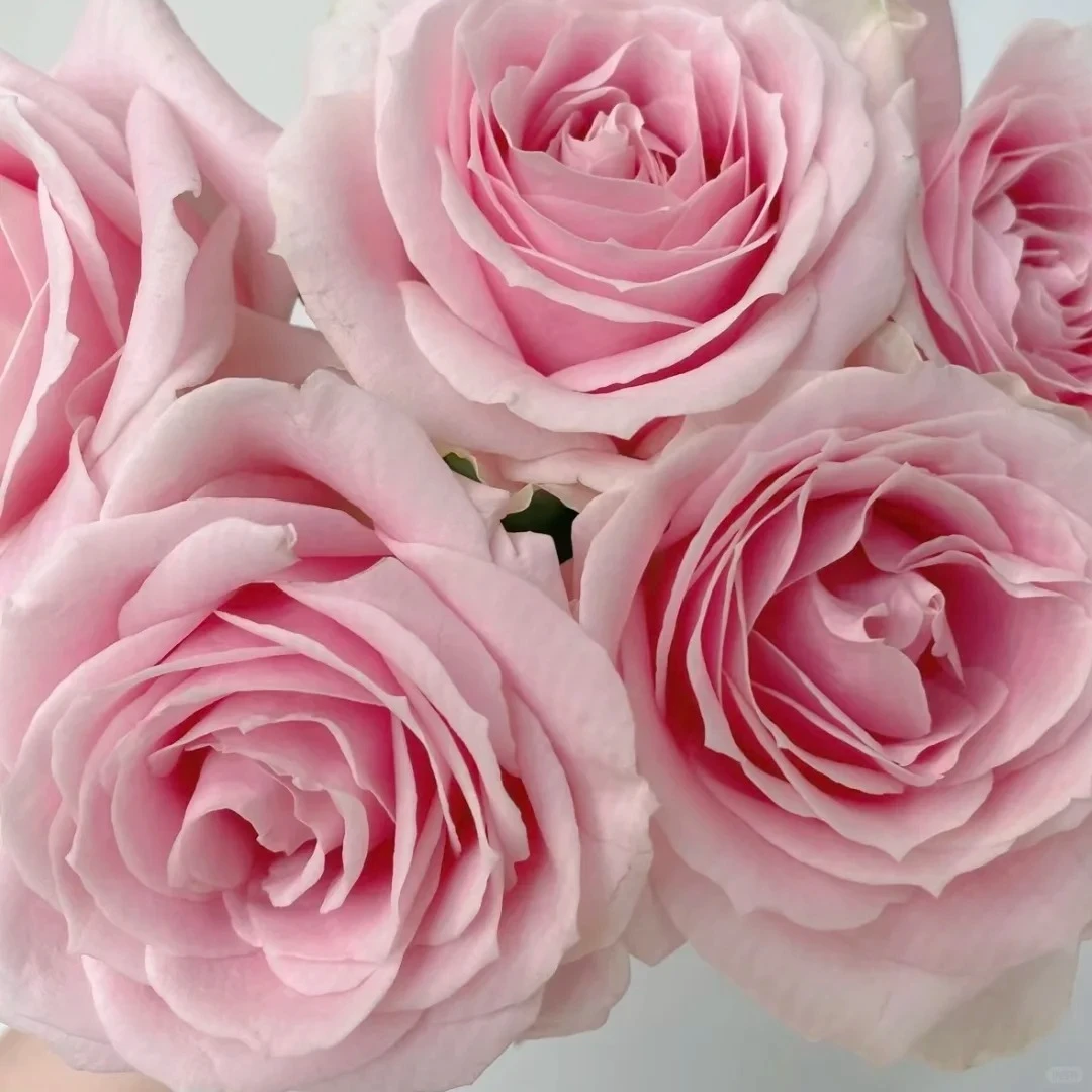 【粉红雪山】一枝 日照同城一小时到家