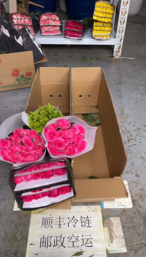 佛洛依德1扎+苏菲3扎+黄莺