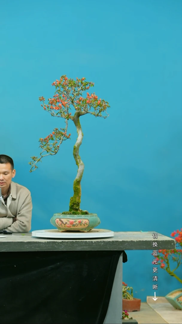 【闪购商品】盆景三角梅盆景