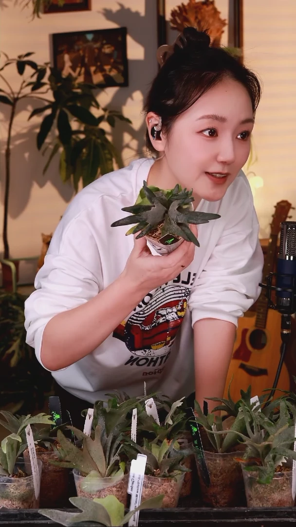 无花朵just water签名 NANO 鹿角蕨杯苗+送黄月杯苗