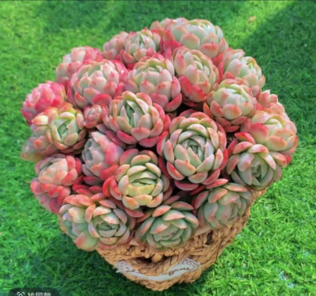 X香水贝瑞+草编篮 耐晒皮实 绿植 室内室外都能养