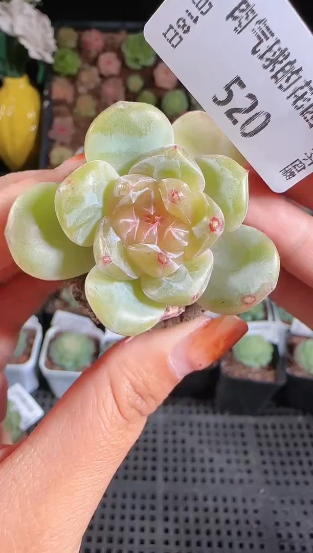 1118-520麦秆群生不包整