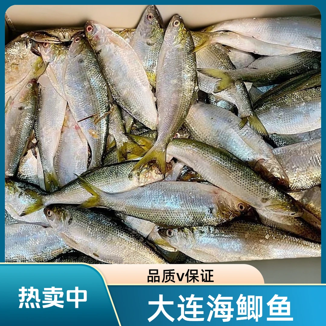 大连新鲜海鲫鱼 令吉鱼 鲮鲫鱼 瓷鱼 青皮鱼 气泡鱼4斤 速冻