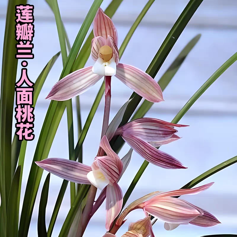 建兰：仙山红带花