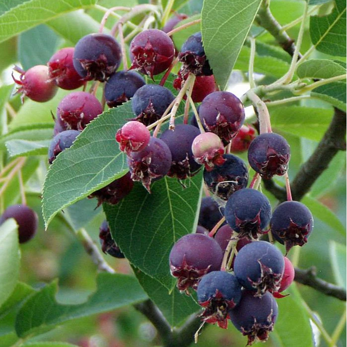 HONGYUE/虹越进口新优植物 “唐棣”盆栽大苗 可食植物