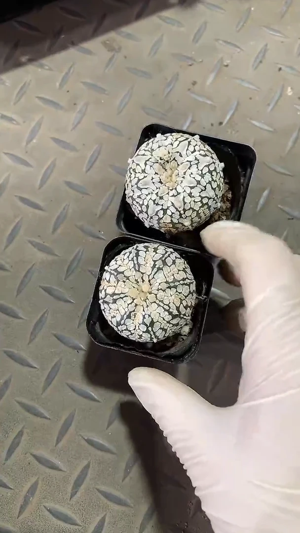 福小姊    2颗超兜  30元