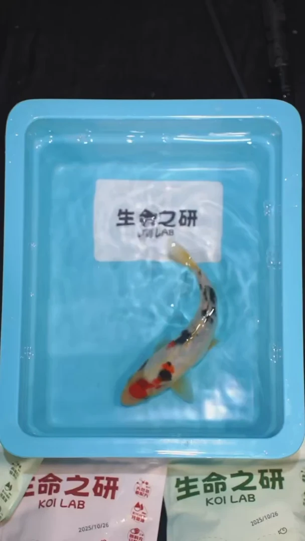 锦鲤血统大正锦鲤红白锦鲤丹顶红白丹顶三色锦鲤