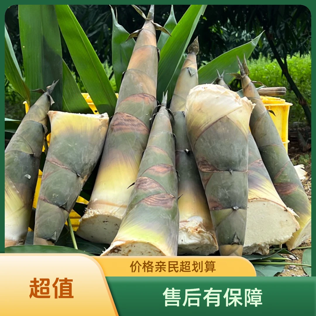 广西新鲜现挖带壳麻竹笋当季蔬菜可做酸笋可炒