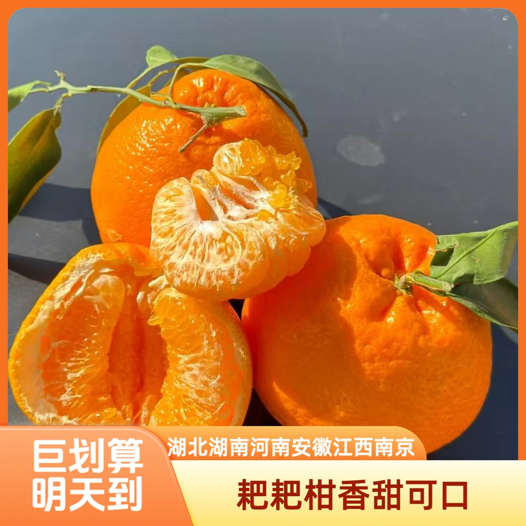 【能拍的都是明天到】精品春见耙耙柑核心产区直采 香甜爆汁 粒粒饱满