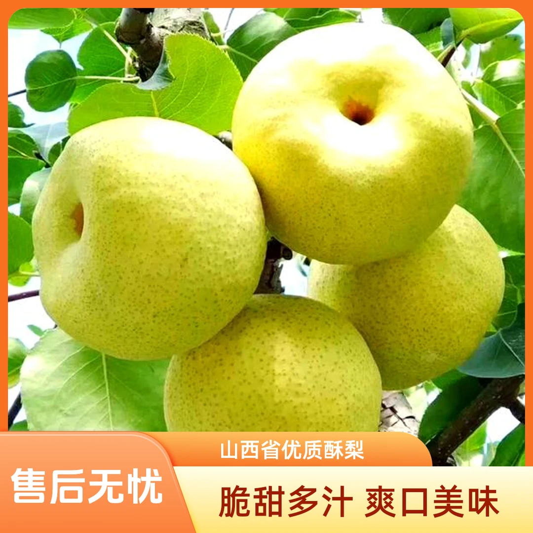 【年终大促】同川酥梨1-7斤山西特产当季鲜果脆甜多汁皮薄老树梨