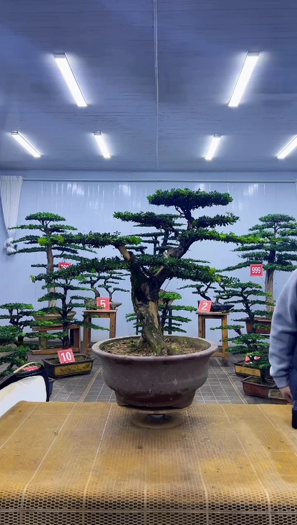 无花朵一****己00000000000000000