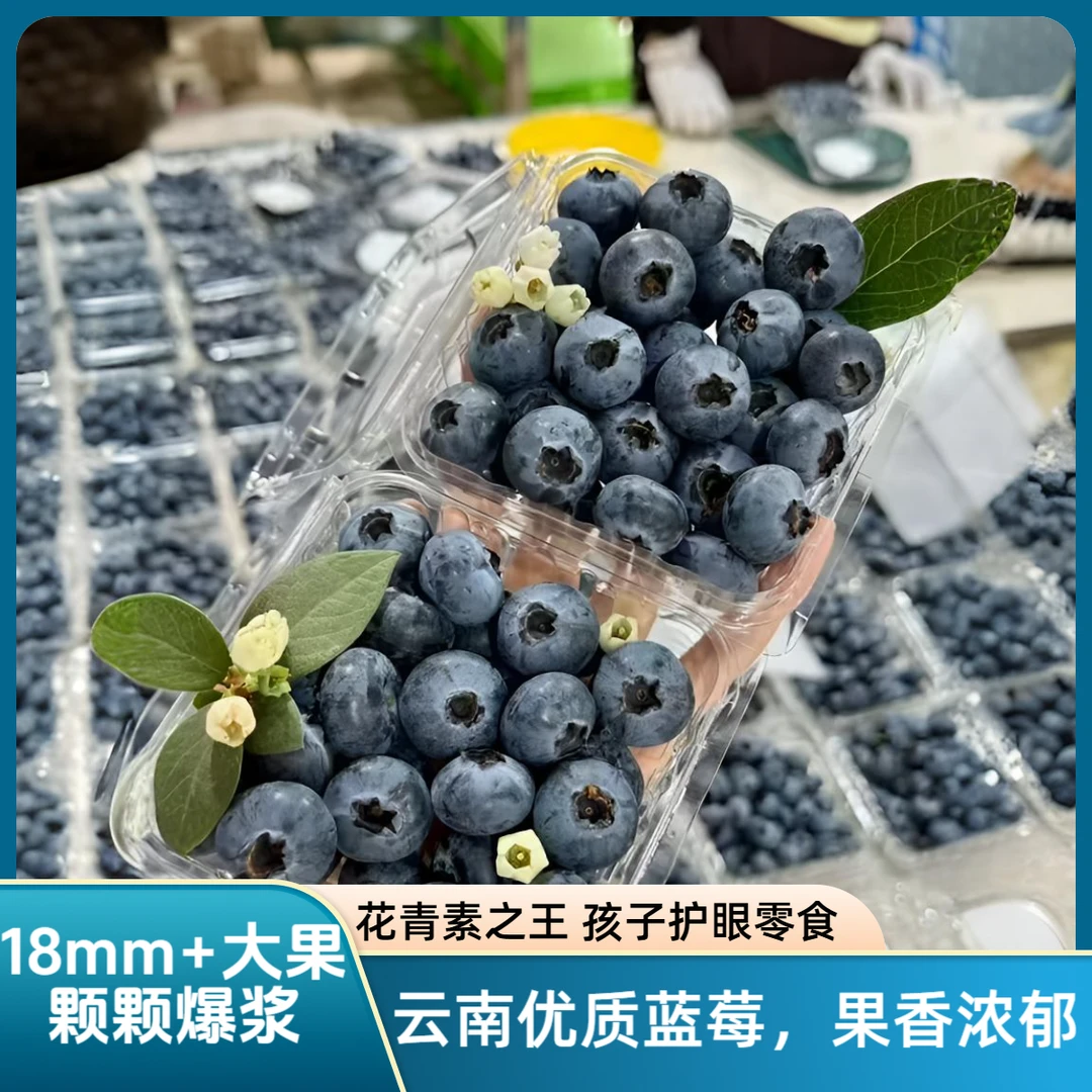 云南高山蓝莓18mm+特大果脆甜花香新鲜现摘