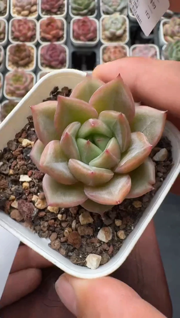478M带盆土发 当场拍3颗以上包柚 多肉植物 一物一拍