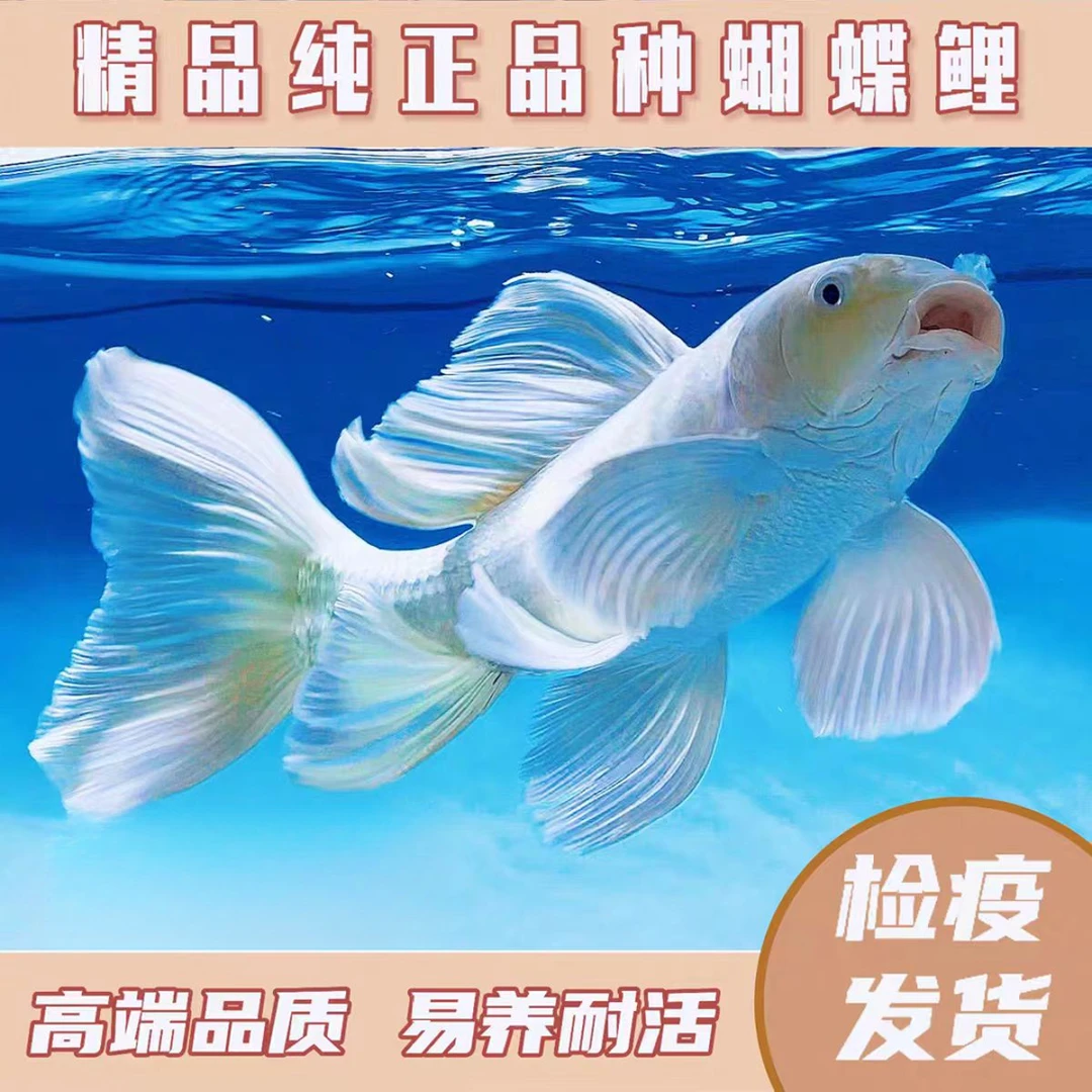 20-25贵妃白普身蝴蝶鲤观赏鱼冷水好养耐活群养赛级渔场直发