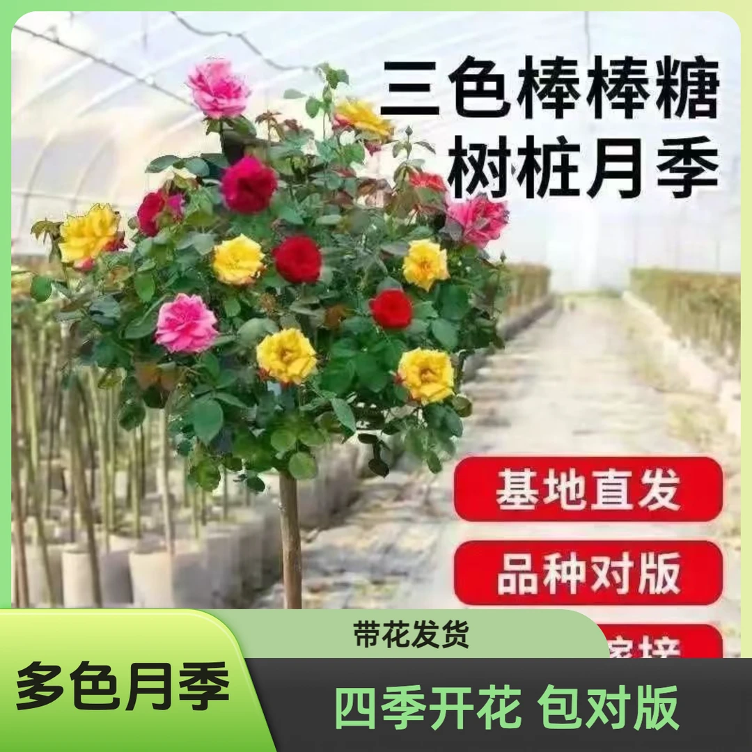 棒棒糖特大号树桩果汁月季四季开花多色嫁接耐寒阳台庭院花卉绿植