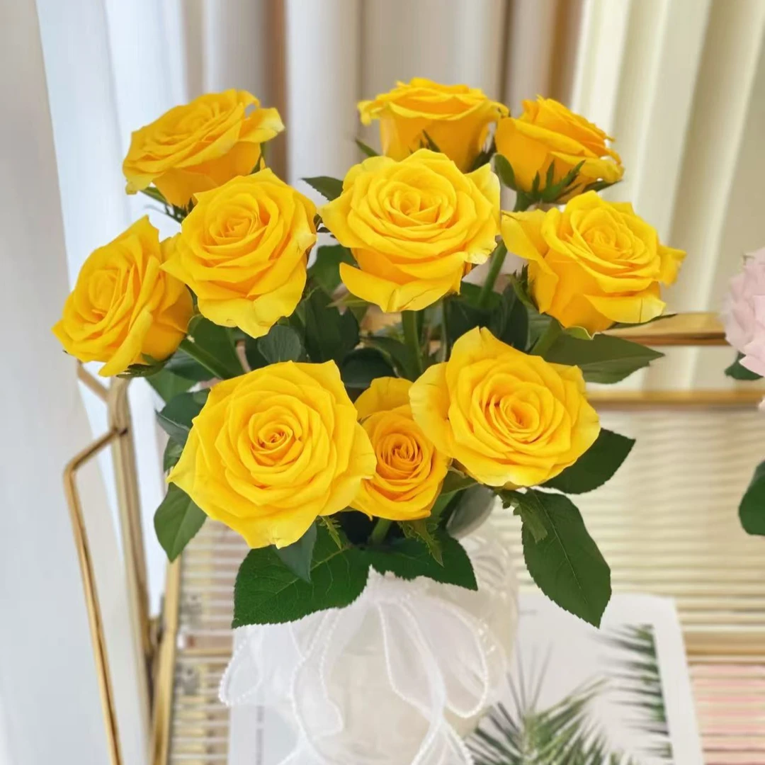 [牛牛甄选]AA级契机单头玫瑰 一单包邮 云南昆明基地现采现发