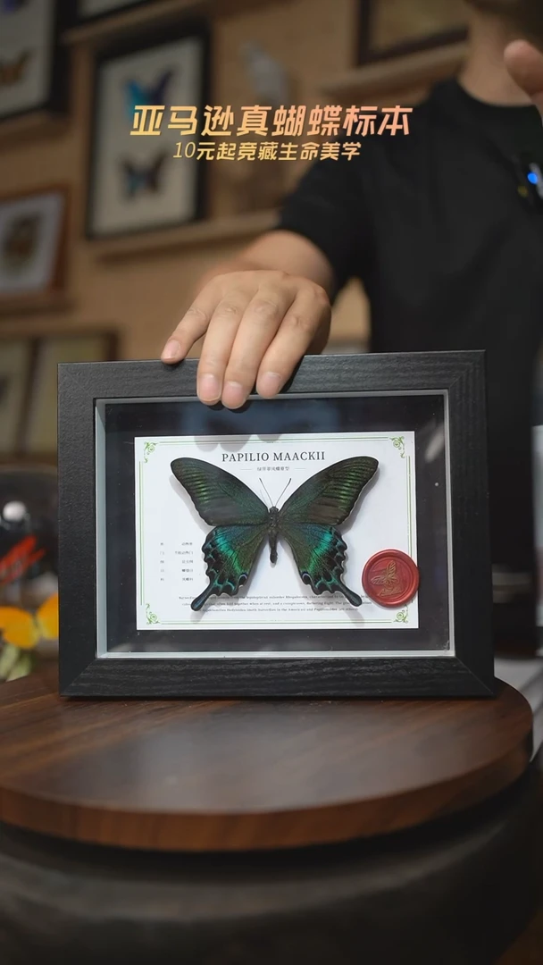 绿带翠凤蝶夏型8寸黑框国风版