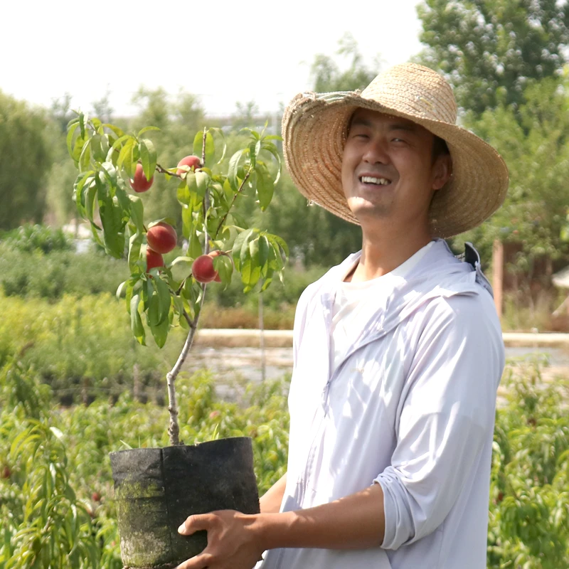 桃树盆栽地栽庭院血桃油桃水蜜桃蟠桃树苗黄桃