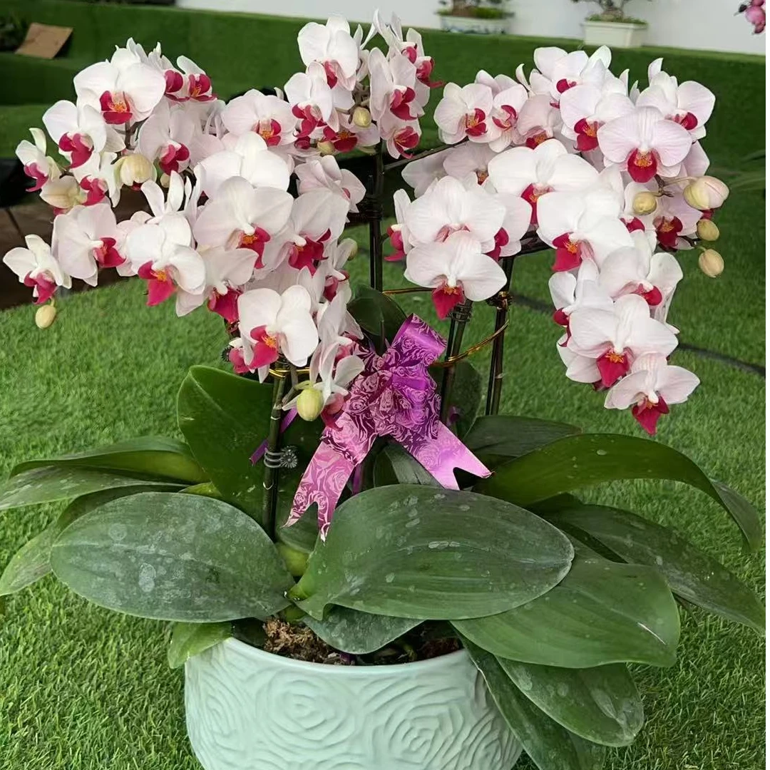 第一名蝴蝶兰5株陶瓷盆元旦花礼