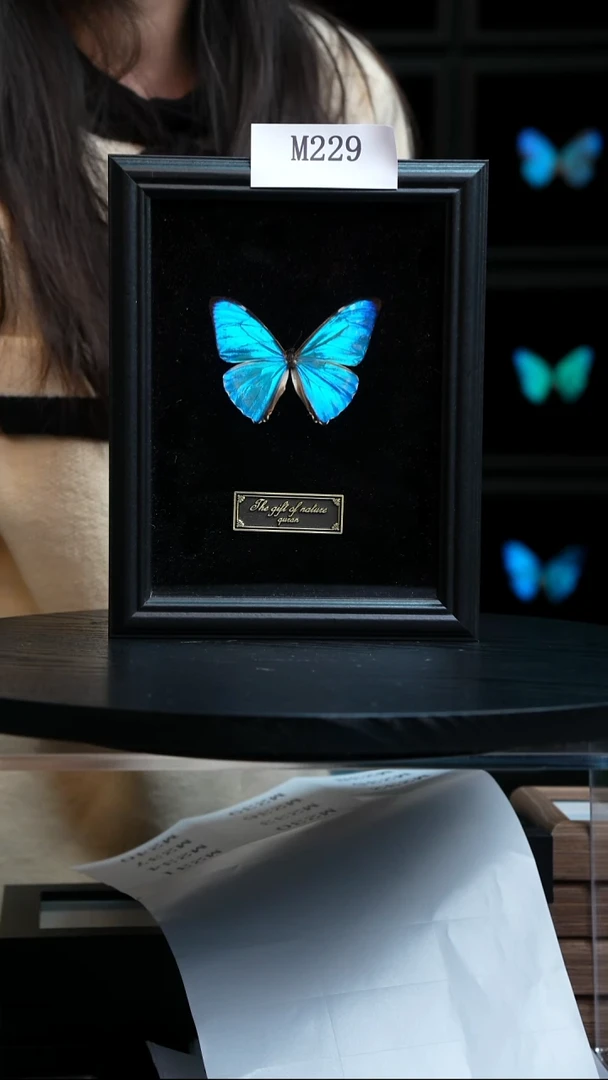 西风闪蝶标本摆件有裂口M229