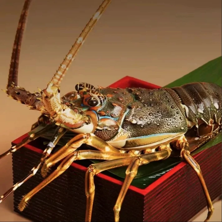 泰国野生青龙 顺丰冷链发货