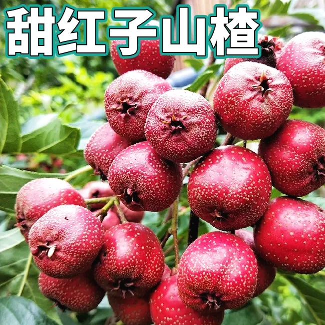 甜红子山楂树苗南北方庭院地栽种植甜果嫁接树苗盆栽庭院种植