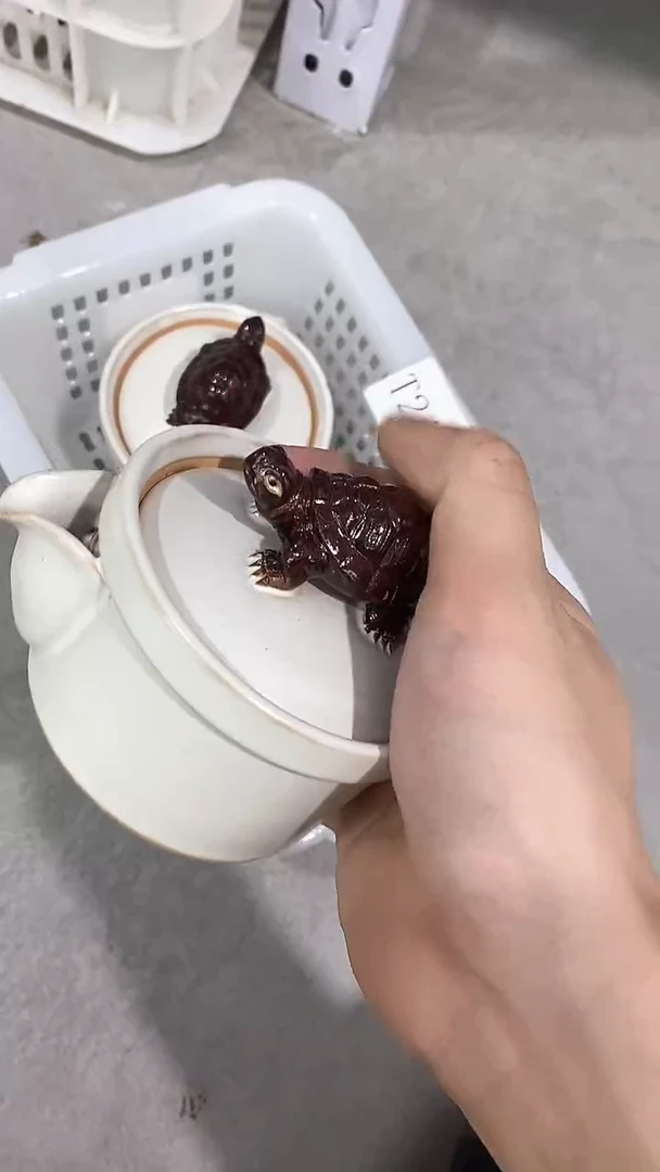 瓷片T244陶瓷茶具茶器
