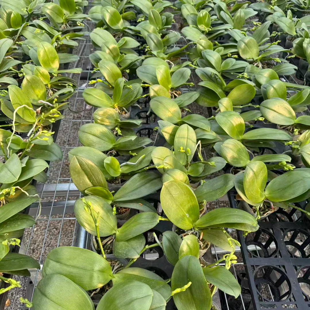 兰屿 LYSLAND【香奈儿】蝴蝶兰鲜花盆栽