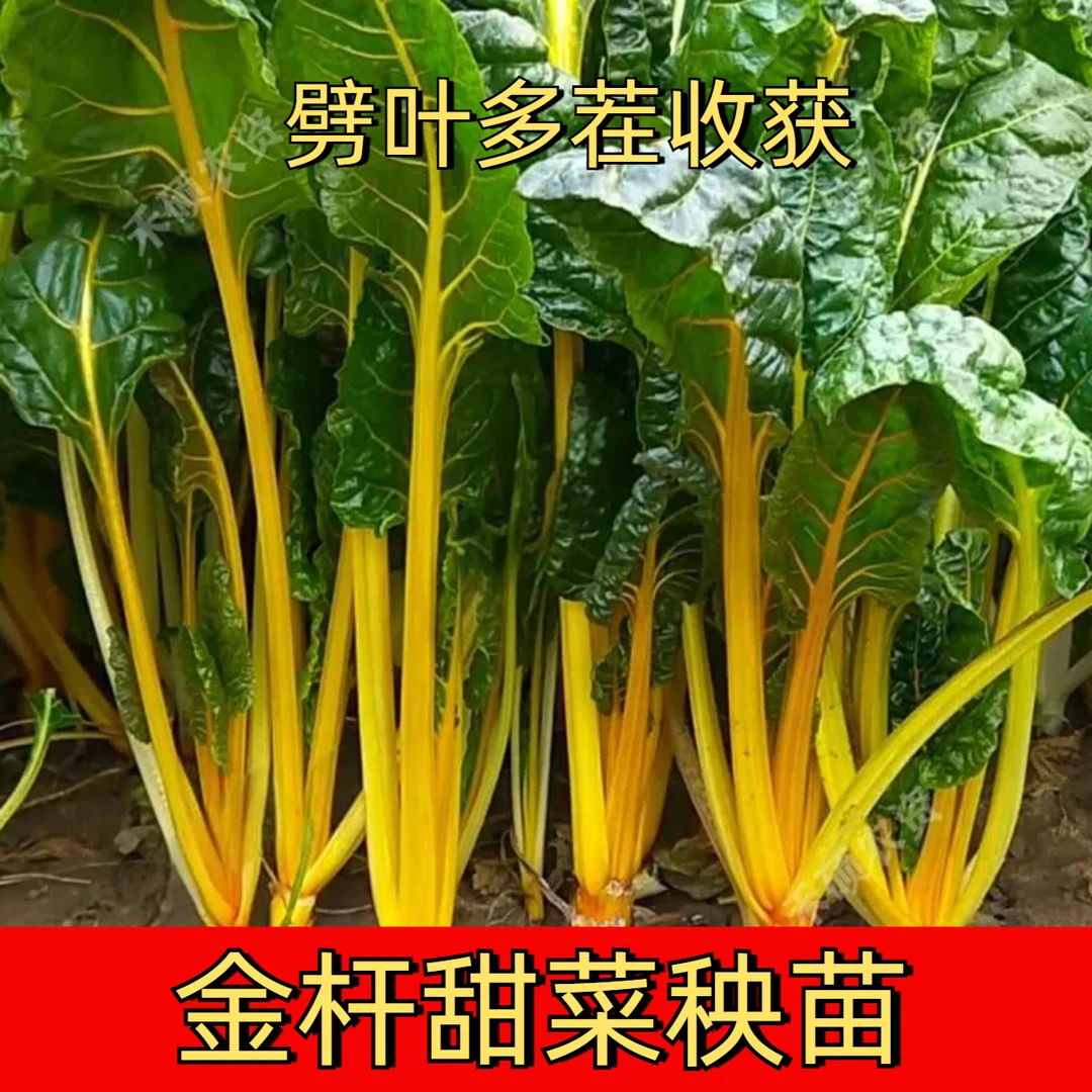 金杆甜菜苗金杆牛皮菜阳台盆栽庭院种植