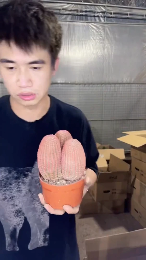 3头 红太阳【带根】