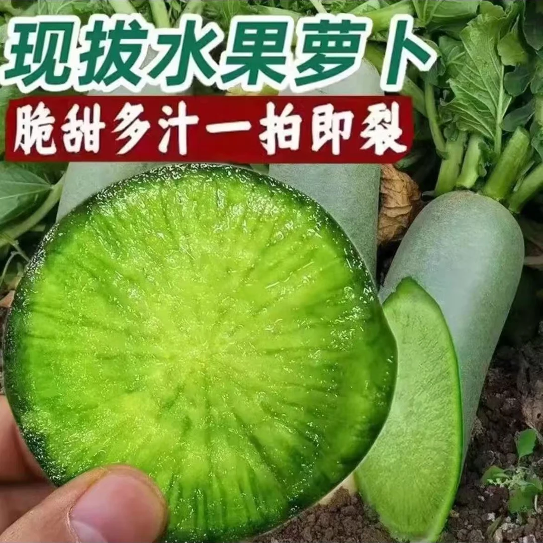 【农户直采】潍坊萝卜现拔现发新鲜正宗水果萝卜产地直采24小时到货头茬头茬