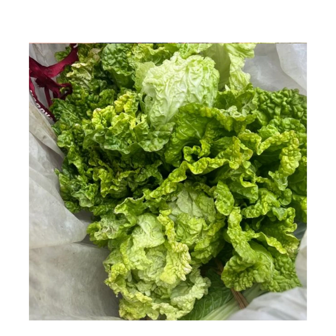 重庆农家自种鲜绿林大白菜绿色健康露天种植