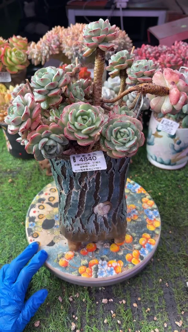 昆明印象多肉4840