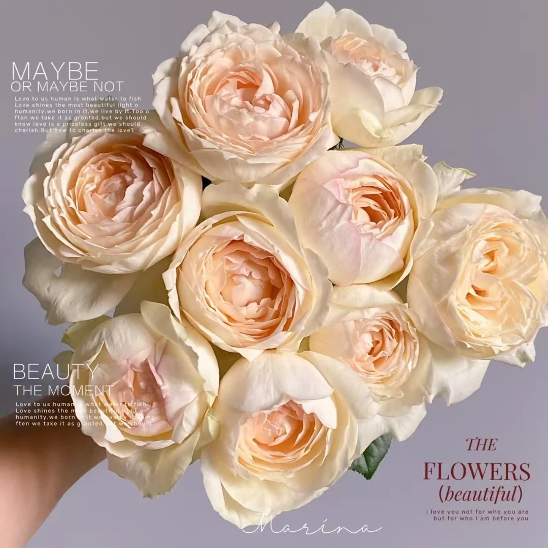 伊芙龙猫特大苗   四季灌木月季