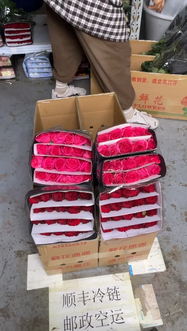 高原红20枝+佛洛依德20枝