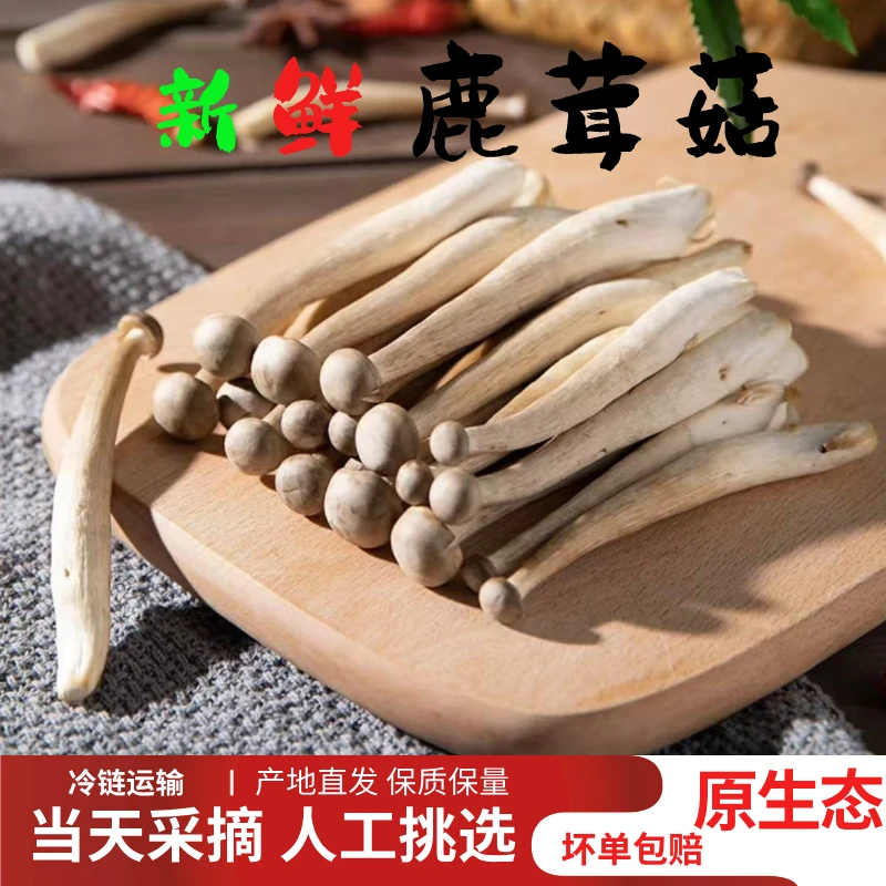 新鲜鹿茸菇现摘基地直发精品蔬菜菌菇净重2斤
