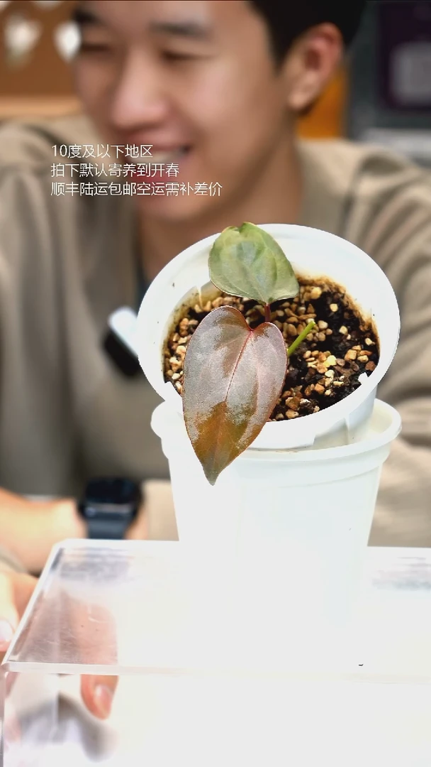 完全开放红华红铜 x napo