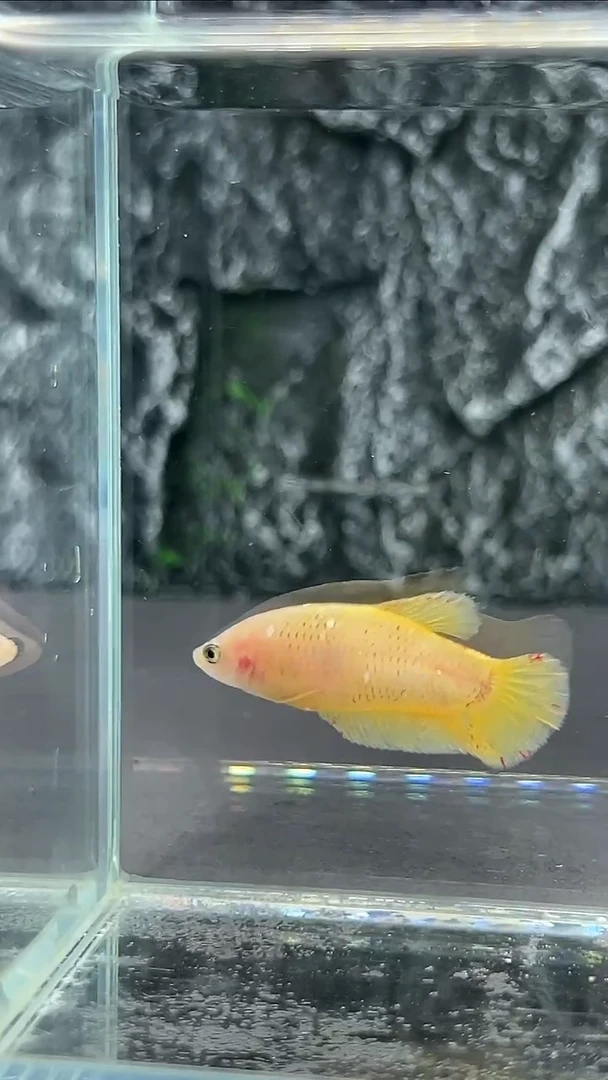 斗鱼竞拍链接A086