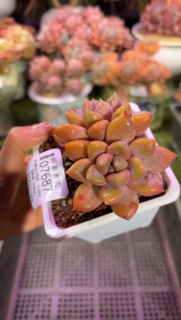 【闪购商品】07687