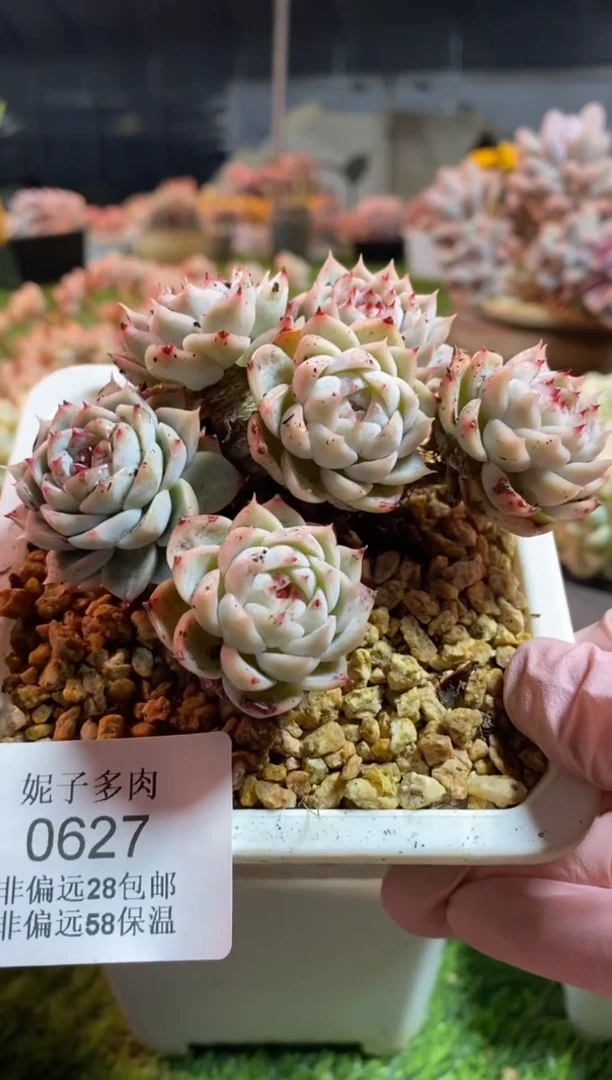 【闪购商品】0627a