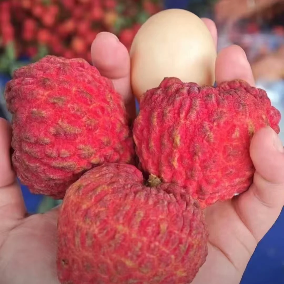 【京东/顺丰-蜜丁香荔枝王】符书记当季新鲜水果小核荔枝王带箱5斤